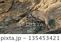 Mountain goat carefully climbing steep rocky cliff in natural daylight, showcasing balance, agility, and survival skills in rugged alpine wildlife habitat 135453421