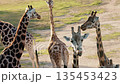 Group of giraffes standing together on open savanna terrain with long patterned necks and natural sunlight creating a warm wildlife scene 135453423