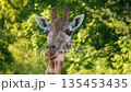 Front-facing close-up of curious giraffe face and long neck in soft daylight against vibrant green forest background with gentle natural bokeh 135453435