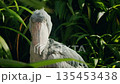 Shoebill stork portrait in tropical foliage with dramatic natural light and intense gaze 135453438
