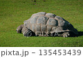 Giant tortoise resting on green grass in natural habitat with textured shell and calm wildlife atmosphere 135453439