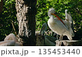 Two pelicans perched on wooden stumps in green forest environment 135453440