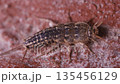 Detailed macro of a Common Silverfish Lepisma saccharina in a fixed position, close-up of a grey primitive wingless insect highlighting its three tail-like appendages and sensory antennae 135456129