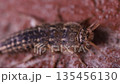 Detailed macro of a Common Silverfish Lepisma saccharina in a fixed position, close-up of a grey primitive wingless insect highlighting its three tail-like appendages and sensory antennae 135456130