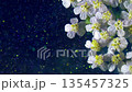 Gentle flower scene, Fragile floral edge set against starry night background with minimalistic focus 135457325