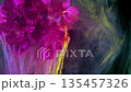 Purple flower petals dissolve into green mist, Dye leaks as pink petals disperse into dark liquid 135457326
