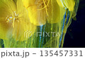 Detailed flower image, Magnified view revealing intricate floral structures and vibrant pigments 135457331