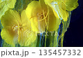 Floating yellow flowers with ink ribbons, Graceful blooms release ink into blue water scene 135457332