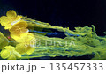 Luminous plant illustrations featuring trailing ink streams and jellyfishlike filaments in underwater ambiance 135457333