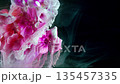 Vibrant pink petals seamlessly merge into teal smoke in controlled laboratory chromatography experiment 135457335