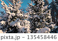 A snowy fir forest glows on a clear winter day. 135458446
