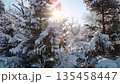 Frosted fir trees stand in a bright and peaceful winter landscape. 135458447