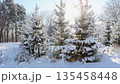 A clear winter day reveals a landscape of snowy fir trees. 135458448
