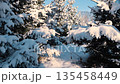 Snow-capped fir trees create a magical winter scene under a clear sky. 135458449