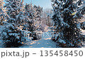 A fabulous winter landscape with snow-covered fir trees on a clear day. 135458450