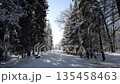 Snow covers a conifer alley during a bright winter walk. 135458463