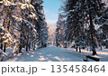 A winter walk along a coniferous alley in the snow on a clear day 135458464