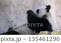 Giant panda lies on its back eating bamboo in a natural habitat, close-up of wildlife behavior and feeding in a forest setting 135461290