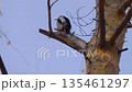 Woodpecker with red head pecks tree bark while perched on a tree trunk in a natural forest setting, close-up of wildlife behavior 135461297