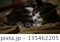 布団の上でまどろむキジ猫 135462205