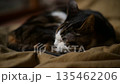 布団の上でまどろむキジ猫 135462206