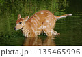 Sitatunga antelope bending down to drink water in shallow pond, striped brown fur and calm behavior captured in natural wetland environment 135465996