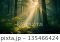 Sunlight filtering through dense forest with tall trees and underbrush 135466424