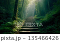 Mystical forest staircase leading to sunlight and adventure 135466426