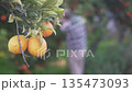 A man collects Oranges from a tree 135473093