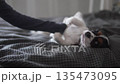 Close-up of a happy puppy of the Cavalier breed Kings Charles Spaniel stroking the belly by a child 135473095