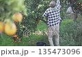 Man harvesting ripe oranges from a tree in an orange grove. Farmer collecting citrus fruits in a 135473096