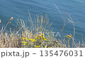Yellow wildflowers and grass in the foreground with the sea in the background, summer meadow and coastal landscape, nature and floral concept 135476031