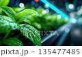 Vertical indoor hydroponic garden with fresh green plants, representing sustainable urban farming and modern agriculture 135477485