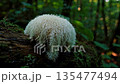 Lion mane mushroom growing on a tree trunk in a lush green forest 135477494