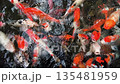 Colorful koi fish swim gracefully in a clear garden pond. 135481959