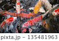 Koi fish with vivid patterns swimming in clear freshwater. 135481963