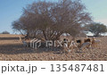 Goats climb onto the branches of an aragan tree to feed. Agadir, Morocco. 135487481