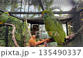 Close up portrait of orange winged Amazon parrot in aviary, vibrant green feathers and expressive eye, exotic bird wildlife concept for education, nature, conservation, zoology and commercial 135490337