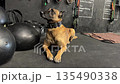 Belgian Malinois dog lying on gym floor surrounded by fitness equipment. Athletic working breed resting during training session in indoor functional gym space. Concept of strength discipline 135490338