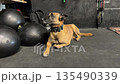 Belgian Malinois dog lying on gym floor surrounded by fitness equipment. Athletic working breed resting during training session in indoor functional gym space. Concept of strength discipline 135490339