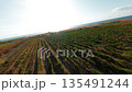 aerial view of italian vineyard  135491244