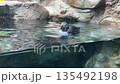 Atlantic puffins Fratercula arctica swimming and floating at the water surface in an aquarium enclosure with rocky habitat, clear water reflections and natural behavior captured in a calm wildlife 135492198