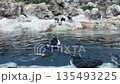 Atlantic puffins Fratercula arctica swimming and floating on calm water near rocky coastline habitat, multiple seabirds resting and interacting in natural group behavior, detailed wildlife scene in 135493225