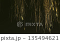 夜の柳の葉 135494621