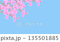 風に揺れる桜の枝　花弁が散る 135501885