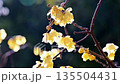 早春に咲くロウバイの花 135504431