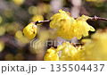 早春に咲くロウバイの花 135504437