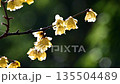 早春に咲くロウバイの花 135504489