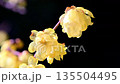 早春に咲くロウバイの花 135504495