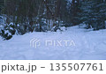 Snowy wintertime landscape with path from footprints among snowbanks and snow covered fir trees on snowbound conifer forest edge at winter dusk with slight snowfall. Wintry natural background. 135507761